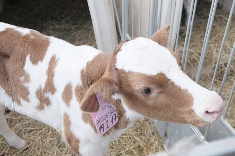 Ministr zemědělství Marian Jurečka na farmě v Mířkově.