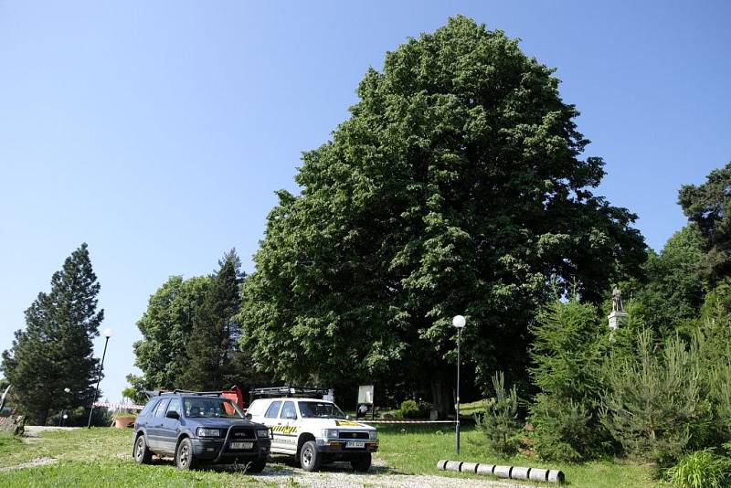 Arboristé ošetřili Kozinovu lípu.