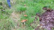 Nalezené houby zaslali: Lenka Svagrová