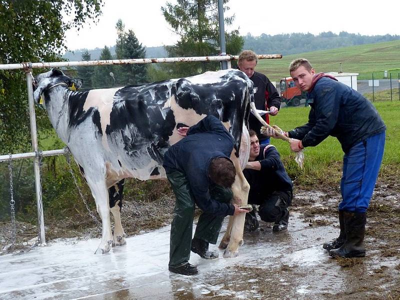 Z přípravy na desátou Mrákovskou výstavu holštýnského skotu.