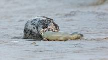 Vladimír Čech z Klenčí zachytil na ostrově Helgoland-Düne mimo jiné i narození tuleně.