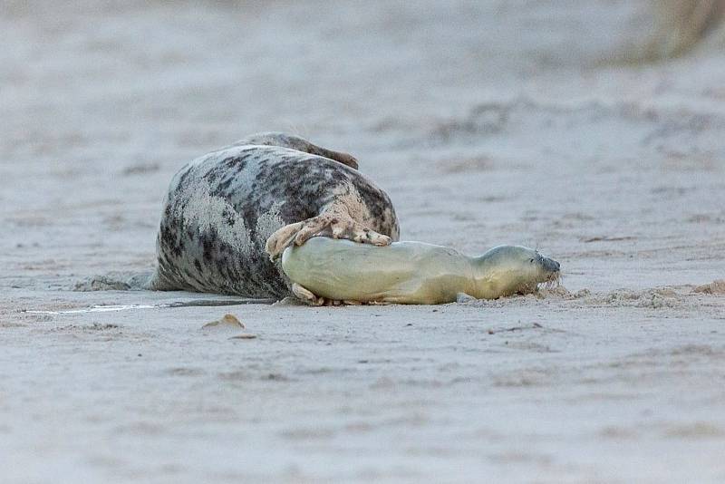 Vladimír Čech z Klenčí zachytil na ostrově Helgoland-Düne mimo jiné i narození tuleně.