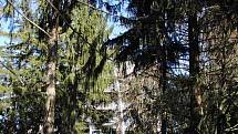 Stezka nad stromy (Baumwipfelpfad). 