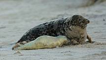 Vladimír Čech z Klenčí zachytil na ostrově Helgoland-Düne mimo jiné i narození tuleně.