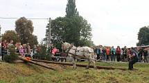 Na Den Českého lesa dorazily stovky návštěvníků. Největší pozornost budil závod chladnokrevných koní. Na snímku je Jiří Foist s hřebcem Narexem.