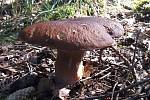 Nalezené houby zaslali: Mišul Tumpachová