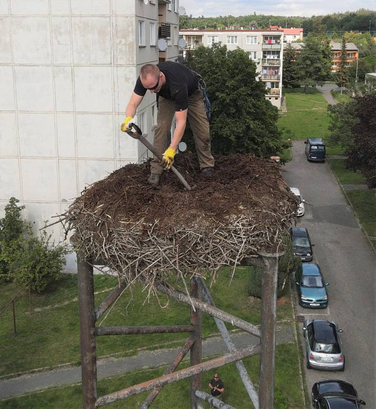 Údržba čapích hnízd se dělá každý rok.