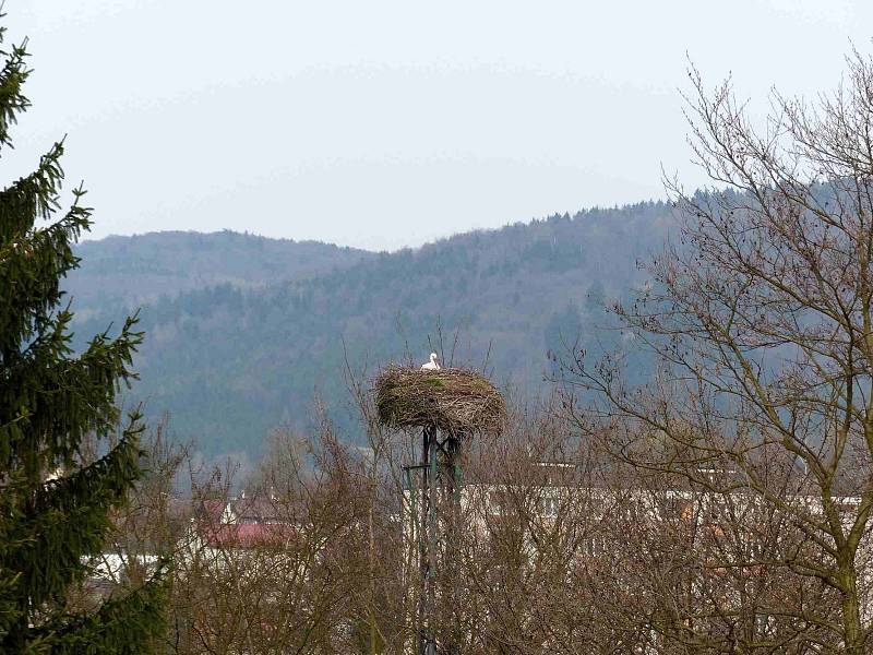 Co se děje na hnízdě čápů ve Kdyni.