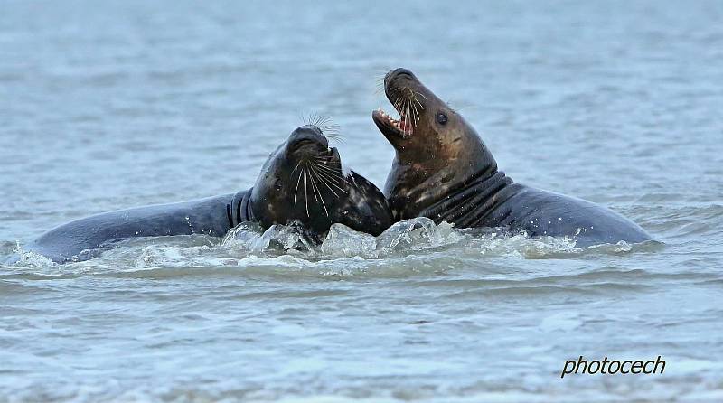 Vladimír Čech z Klenčí zachytil na ostrově Helgoland-Düne mimo jiné i narození tuleně.