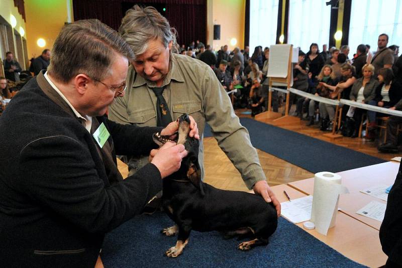 Výstava jezevčíků v Holýšově 2016.