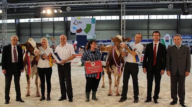 Druhotelka RED holštýn Jeruda z Agra Staňkov (vpravo) vybojovala na národní výstavě v Lysé nad Labem titul šampionky. Vlevo u ní staňkovská zootechnička Iveta Princlová, drží ji Václav Šaloun. Jeruda porazila loňskou absolutní vítězku z výstavy v Brně. 