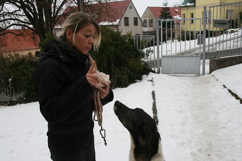 Psi Radka Hellera z Klenčí pod Čerchovem.