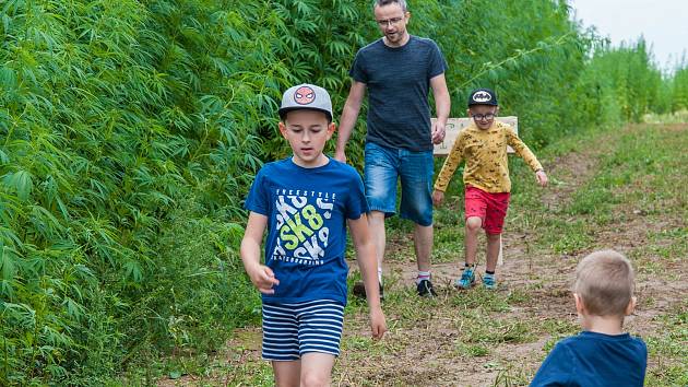 V Meclově se poprvé otevřelo konopné bludiště, které bude veřejnosti zpřístupněno každý víkend do konce srpna. Po tomto období bude konopí sklizeno a usušeno pro potřebu zdravotnictví, kosmetického průmyslu a v potravinářství.