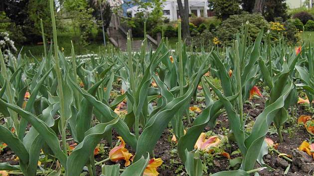 Neznámý ničema otrhal bezmála tisícovce tulipánů květy.