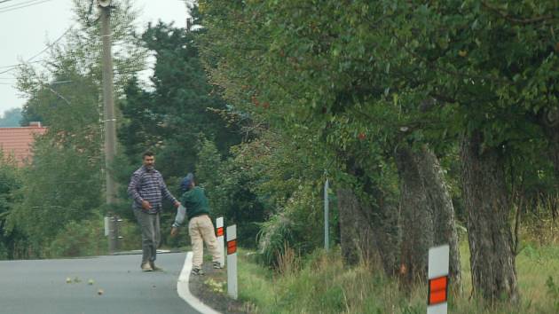 Česači ovoce na stromech u silnice.