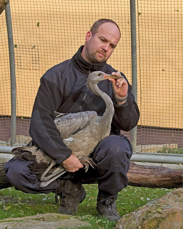 Jednoho mladého poraněného jeřába měli v roce 2011 v Záchranné stanici živočichů v Plzni. Na snímku s Karlem Makoněm.