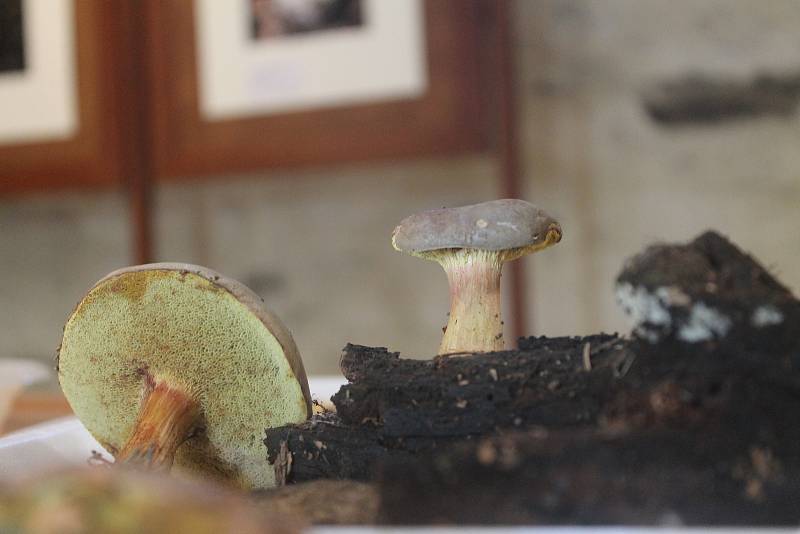 Vystavovala se i velmi páchnoucí houba z Nového Zélandu.