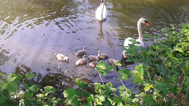 Na Šnajberském rybníku plave sedm malých labutí.