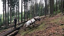 Jiří Foist se s hřebci Narexem a Nachem zúčastní víkendové soutěže chladnokrevních koní v Rakousku. Pokud vyhrají 1. nebo 2. místo, postoupí na mistrovství Evropy. Foto: archiv J. Foista