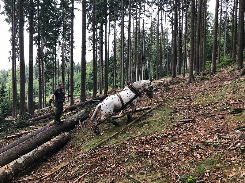 Jiří Foist se s hřebci Narexem a Nachem zúčastní víkendové soutěže chladnokrevních koní v Rakousku. Pokud vyhrají 1. nebo 2. místo, postoupí na mistrovství Evropy. Foto: archiv J. Foista