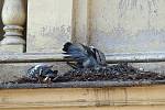 V pátek se holubi nerušeně pohybovali po římskách domu. To by mělo skončit.