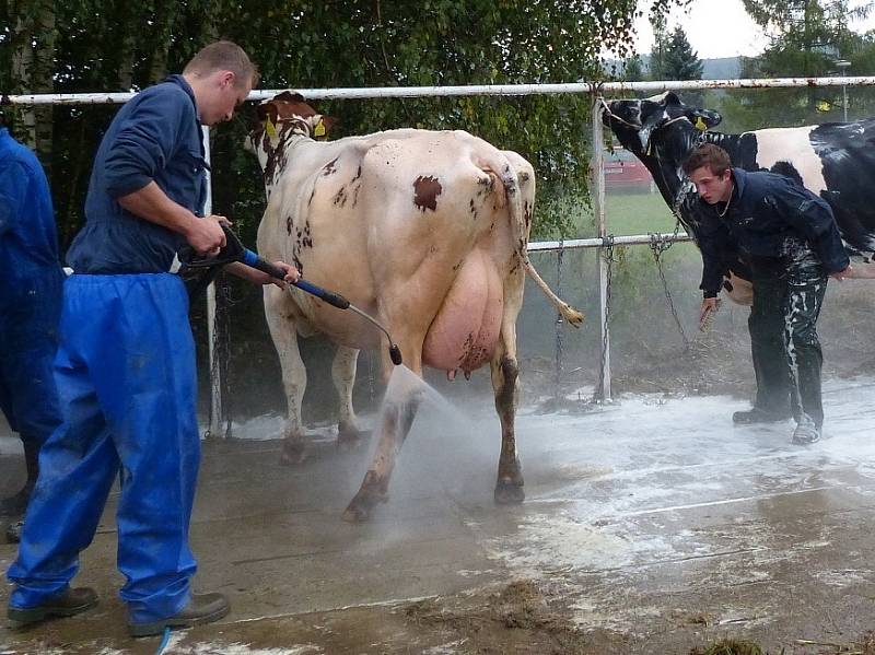 Z přípravy na desátou Mrákovskou výstavu holštýnského skotu.