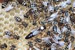 Včelaři začínají vytáčet první květový med.