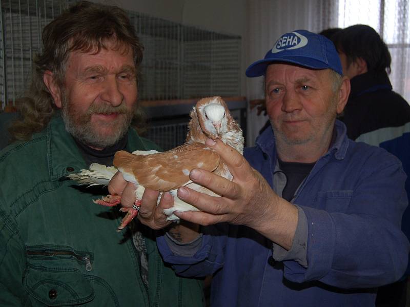 Vladimír Moudrý z Hlohovčic ukazuje na trzích ve Staňkově svého holuba Anglického pávíka.