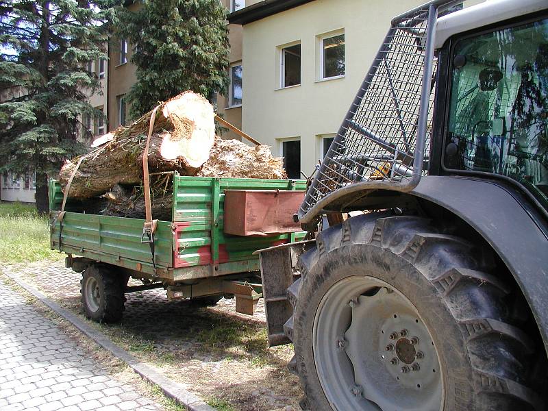 Pád stromu v Domažlicích.