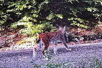 ANJA S MLÁDĚTEM. ´Rysátku´ mohly být 2–3 měsíce. Projekt Trans-Lynx sleduje rysy po celé délce jihozápadní hranice ČR/SRN. Kvůli pokrytí území byla navázána spolupráce s Rakouskem. 