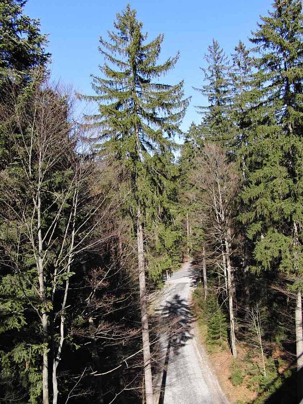 Stezka nad stromy (Baumwipfelpfad) v Národním parku Bavorský les.