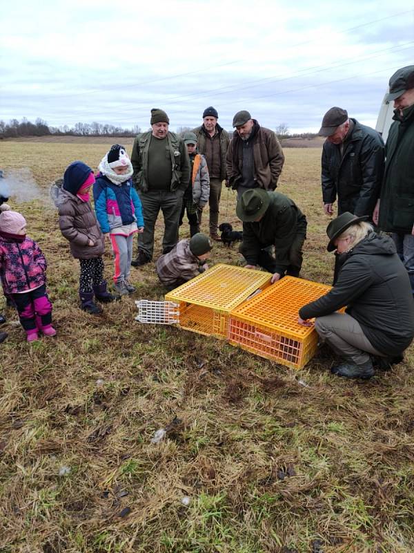 Třináct zajíců původem z jižní Moravy vysadili v neděli do přírody myslivci z Chrastavic.