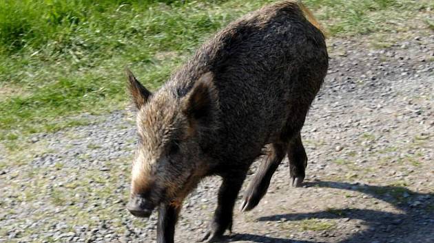 Divočák Vašík už není pruhovaný drobeček. Neznat ho, člověk by vzal nohy na ramena.