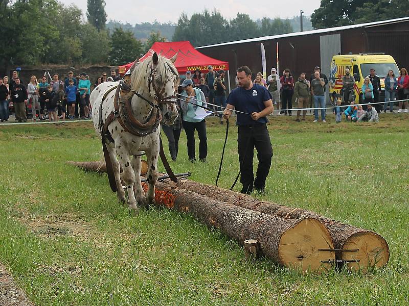 Na Den Českého lesa dorazily stovky návštěvníků. Největší pozornost budil závod chladnokrevných koní. Na snímku je Jiří Foist s hřebcem Narexem.