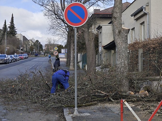 Kácení stromů v Domažlicích.