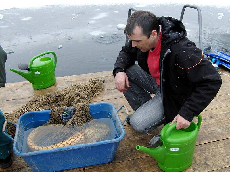 Sumec-albín Pepa se musel přestěhovat z Lomečku do plzeňské zoo.