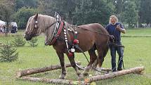 Na Den Českého lesa dorazily stovky návštěvníků. Největší pozornost budil závod chladnokrevných koní. Na snímku je Josef Svoboda s hřebcem Gustonem Developerem.