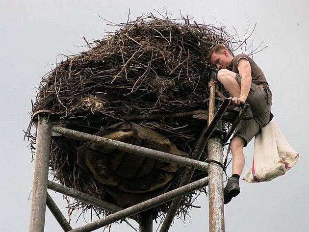 ZÁCHRANÁŘ z plzeňské stanice DESOP vynáší mláďata v pytli do hnízda.