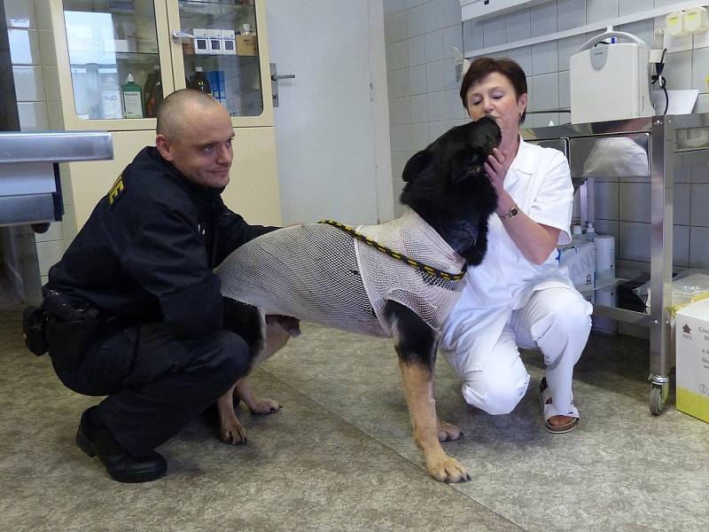 Zraněný německý ovčák Romer s psovodem Františkem Kohoutem ochotně pózovali médiím. Na psím hrdinovi bylo vidět, že není zcela v pořádku, ale i to, že je bezvadně vycvičený.