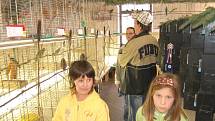 Na Okresní výstavě exotického ptactva v Pařezově mohli návštěvníci zhlédnout sto devadesát devět exponátů od devatenácti chovatelů