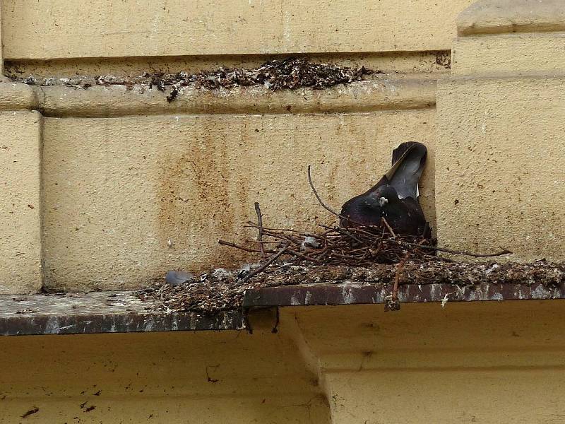 Odstraňování holubího ´nadělení´ z členité fasády vyžaduje nejen zručnost, ale i preciznost, aby nedošlo k jejímu poškození.