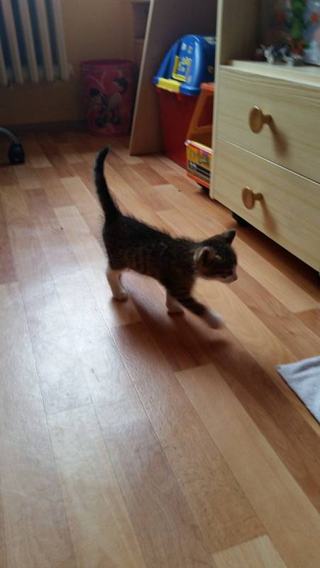 Nalezené kotě, které si vzal Libor Kůs na přechodnou dobu do péče.