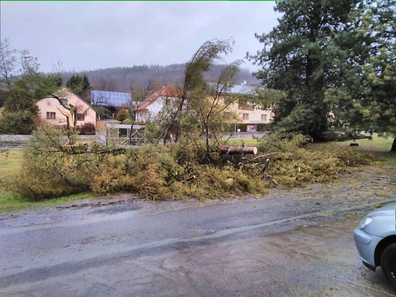 Zlámaný strom.