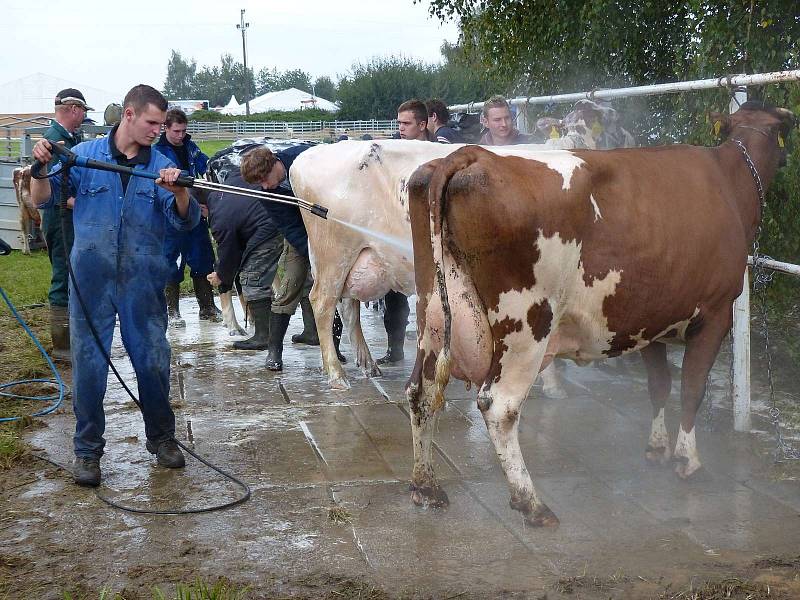 Z přípravy na desátou Mrákovskou výstavu holštýnského skotu.