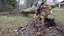 Následky silného větru v Plzeňském kraji v minulosti. I v Hluboké u Kdyně vyvracel stromy.