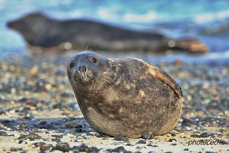 Vladimír Čech z Klenčí zachytil na ostrově Helgoland-Düne mimo jiné i narození tuleně.