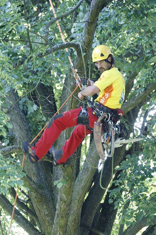 Arboristé ošetřili Kozinovu lípu.