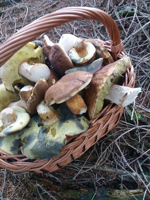 Nalezené houby zaslali: Olga Hálová
