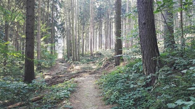 Kůrovcem zasažené jsou stromy od Klenčí pod Čerchovem až po výhledy, včetně Baarovy stezky.