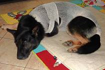 PES ROMER PO OPERACI. Tento služební pes byl zraněn při zadržení nebezpečného pachatele, který policii unikal. 